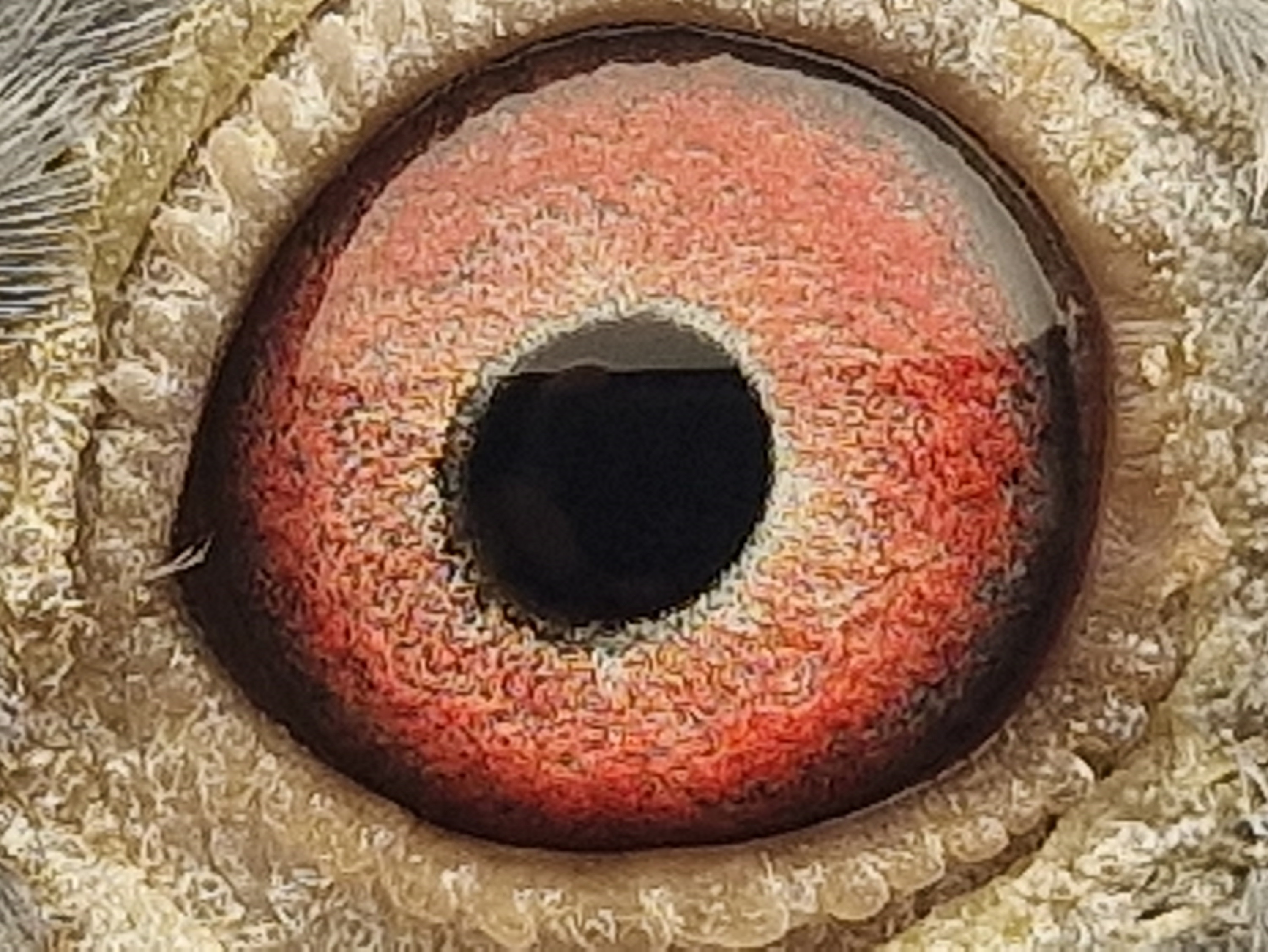 Pigeon eye